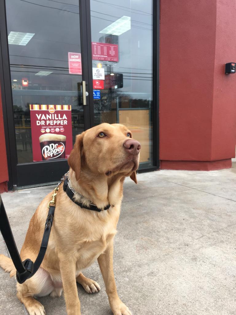 dog outside jack in the box